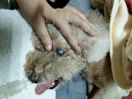 寵物白內障過度成熟，增加失明風險。