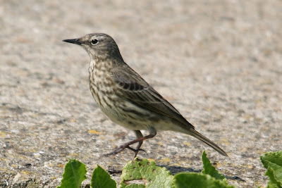 Wetterpiper - Waterpieper - Anthus spinoletta