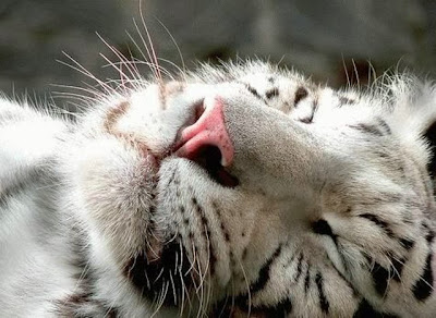 cute sleeping animal