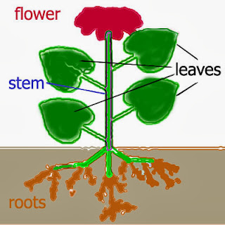  PLANT LIFE CYCLES