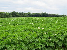 field of potatoes