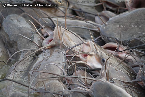 Photo of catfishes