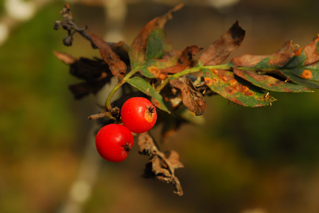 Рябина тёмная / Хедлундия тёмная (Sorbus atrata, =Hedlundia atrata)