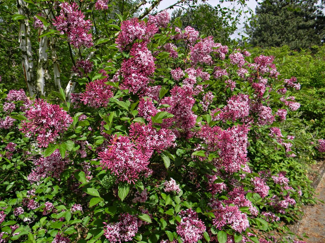 arboretum w Kórniku, krzewy ozdobne, rośliny kwitnące