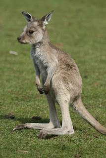 cute-Young-kangaroo-wallpaper