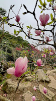 淡水楓樹湖「巨石花園」賞木蓮花 (辛夷花、木蘭花 ) II 桃花源 百年古厝「石頭屋」秘境賞櫻 其花初出時尖如筆椎，故又稱木筆.