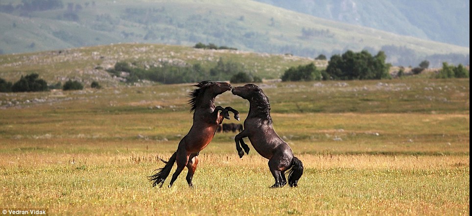 horses mating with cows. Brawl: A powerful bay horse
