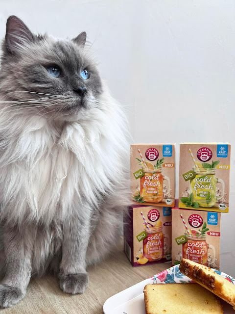 How To Plate Food For Better and Yummy-looking Photos, blue-eyed cat with cold teas