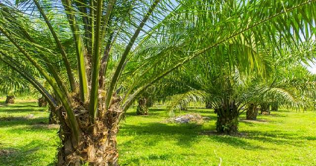 Mengenal Penyakit Tajuk Daun  Pada Kelapa  Sawit  Kelapa  Sawit 