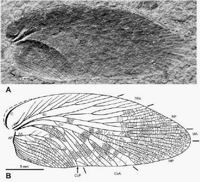 http://sciencythoughts.blogspot.co.uk/2014/01/a-fossil-cockroach-from-earliest-late.html