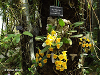 Lindley's dendrobium, a jungle plant - Kyoto Botanical Garden Conservatory, Japan