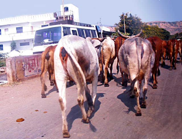 cows being herded on city streets