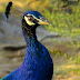 indian Peafowl