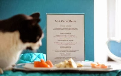Menu makan di Ings Luxury Cat Hotel