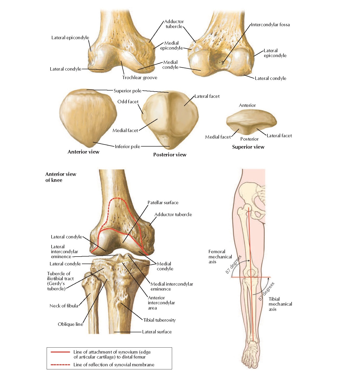 Osteology of Knee Anatomy