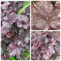 Гейхера гибридная (Heuchera hybrid) 'Midnight Rose'.