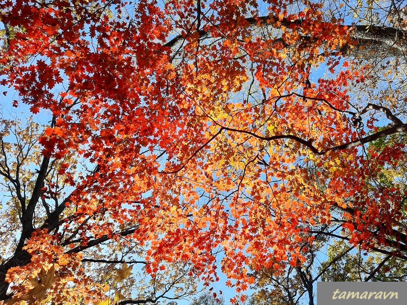 Клён ложнозибольдов (Acer pseudosieboldianum)