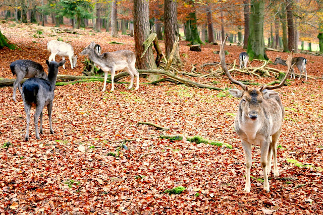 Wild, Herbst