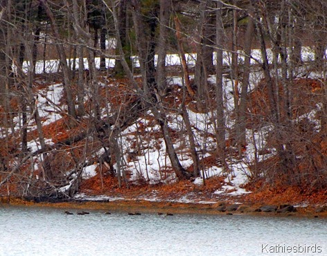 7. black ducks in Wiscasset-kab