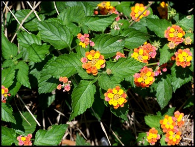 lantana1