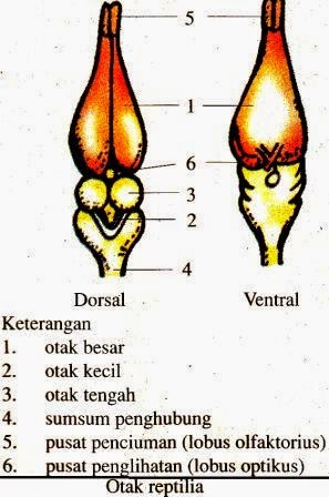 Sistem Saraf Pada Hewan  Vertebrata dan Avertebrata 
