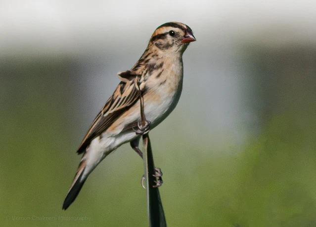 Pin-tailed Whydah Female Breeding Copyright Vernon Chalmers