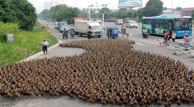 Bebek-Bebek yang Menyebabkan Kemacetan