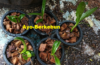 perbanyakan anggrek dendrobium