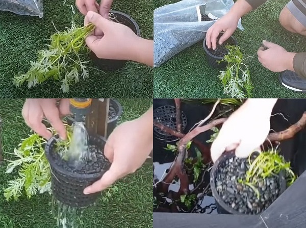 How to propagate Water Wisteria?