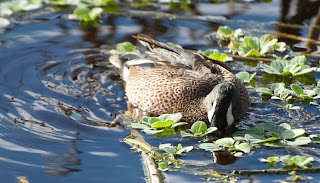 Blue-winged Teal (Anas discors)