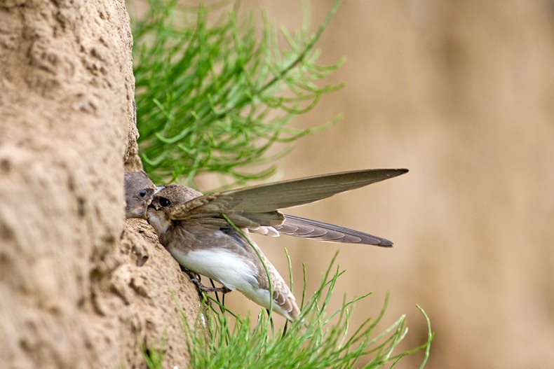 Sandmartins