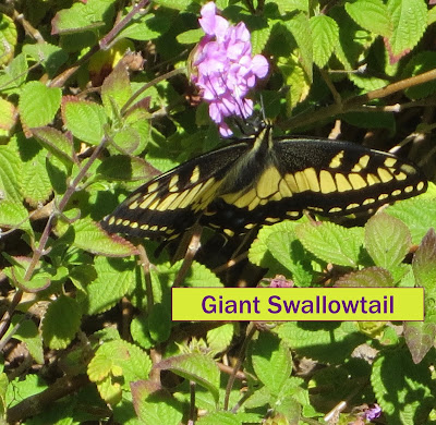 Giant Swallowtail on purple lantana