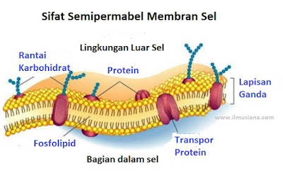  Bisakah kamu jelaskan mengapa membran sel bersifat semipermeabel [Jawaban] Mengapa Membran Sel Bersifat Semipermeabel?