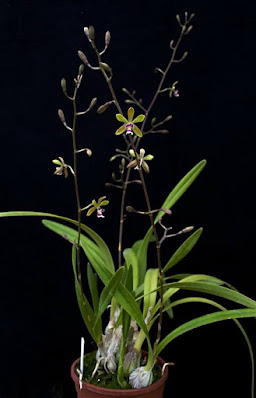 Encyclia mooreana - Moore's Encyclia care