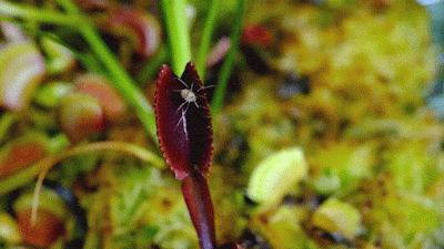 Embora a planta carnívora se alimente do nitrogênio contido nas proteínas dos animais, ela, assim como todo vegetal, é dependente da energia proveniente da luz para sobreviver.