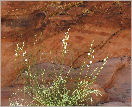 Wild Flower