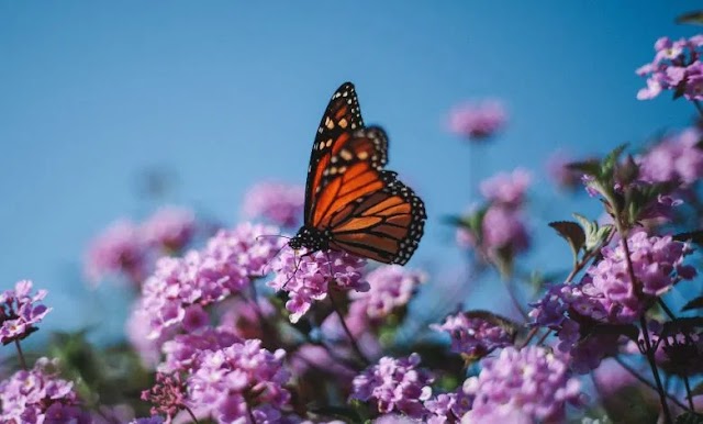 monarch butterfly garden:Milkweed Plant for Monarch Butterflies