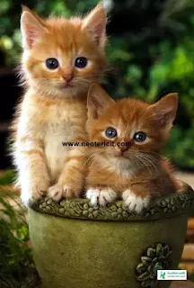 Beautiful cute cat pictures - cat pictures download 2023 - biraler pic - NeotericIT.com Image no 6
