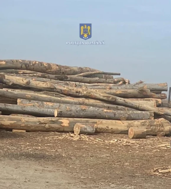 IPJ Suceava: Acțiuni în trafic pentru depistarea transporurilor ilegale de material lemnos desfășurate de polițiști