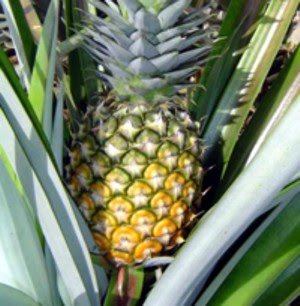 Nanas merupakan tanaman buah berupa semak yang memiliki nama ilmiah Ananas comosus MEMBUDIDAYAKAN TANAMAN NANAS