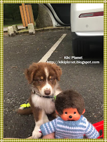 kiki monchhichi chiot berger australien chien 