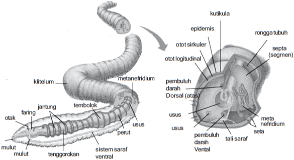 Struktur dan Fungsi Bagian Tubuh Annelida