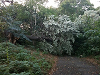 tornado damage in park