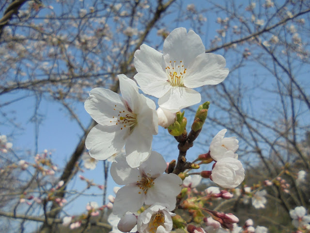 ソメイヨシノ桜も満開でした