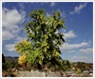 Yeongju Gingko Tree
