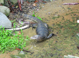 Malayan Water Monitor - Singapore Botanic Gardens