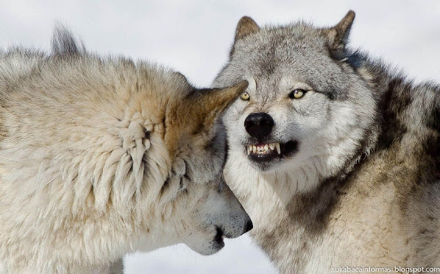 gambar serigala marah