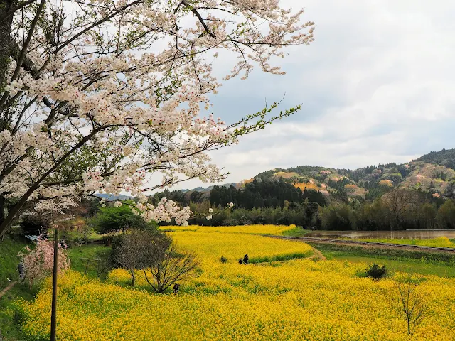 小湊鐵道　石神　菜の花畑