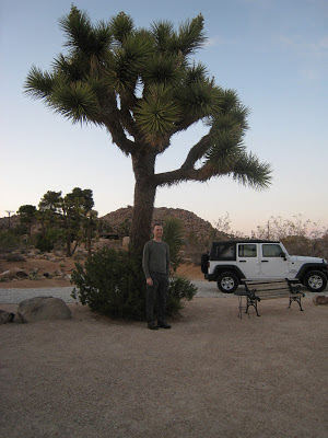 Joshua Tree in Rock Haven Cabin Driveway Joshua Tree National Park California