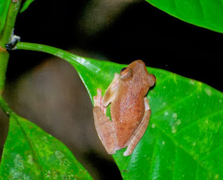 Harlequin Flying Frog (Rhacophorus pardalis) 